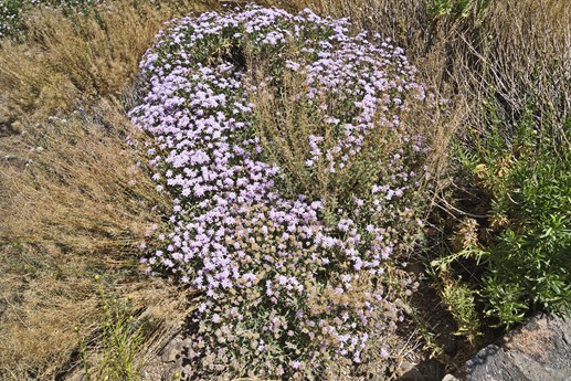 16 luglio Teide